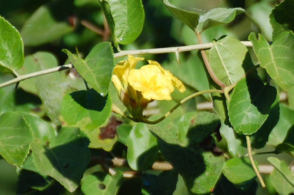 Brasile, nel Pantanal: Merremia umbellata (Convolvulaceae)